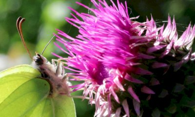 Aprile al Parco fluviale Gesso e Stura: natura, scoperta e avventura