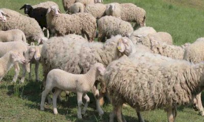 Blue tongue, Chionetti (Cia Cuneo): 