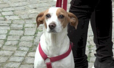 Deiezioni canine, a Savigliano in vigore una nuova ordinanza