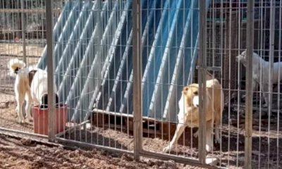 Canile abusivo a Garessio, Stop Animal Crimes: 