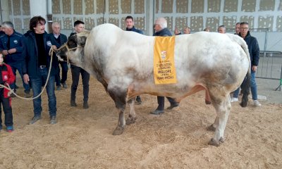 Alla mostra regionale zootecnica di Quaresima di Cuneo il premio di migliore in fiera al toro “Bigbeng”