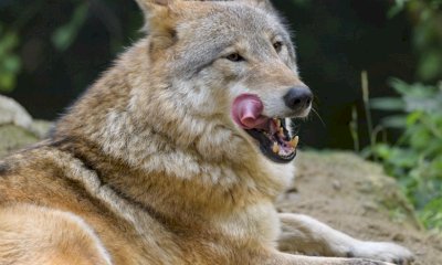 Declassamento del lupo e prospettive di gestione, se ne parla a Villanova Mondovì