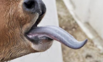 Blue tongue, Coldiretti Cuneo: 