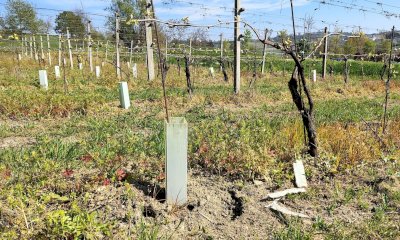 Una tavola rotonda a Castagnito per parlare dell'utilizzo di plastica in vigneto e in cantina
