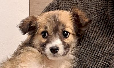 Animali da compagnia, nuove funzionalità sul portale del Sistema Informativo Nazionale