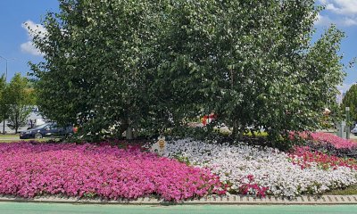 Aperte le iscrizioni al concorso “Alba in fiore” 