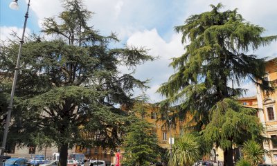 Piazza Europa, i cedri e il confronto con altre città d'Italia: le riflessioni di un lettore
