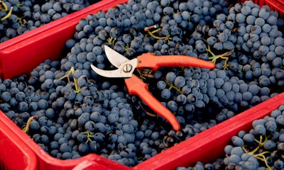 A Bra arriva “Il Sabato del Vignaiolo”