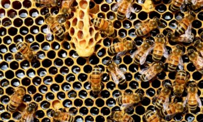 I produttori di miele del Piemonte chiedono lo stato di crisi