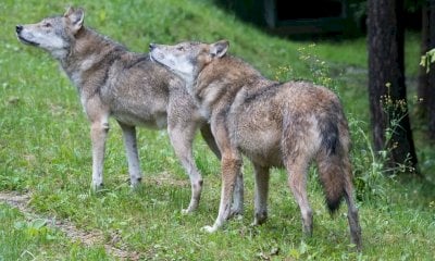 Lupi, la denuncia di Calderoni (Pd): “Tagli ingiustificati ai rimborsi per gli allevatori”