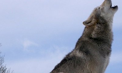 Lupo, modificato il livello di protezione: sì alla caccia selettiva