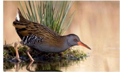 Birdwatching alle Graviere di Moiola 
