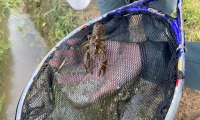 I gamberi di acqua dolce “sconfiggono” l’impianto di biometano a Fossano