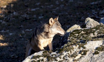 Alla scoperta del lupo: serata informativa a Cervasca