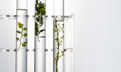 A Valgrana un incontro-dibattito sulle nuove tecniche genetiche in agricoltura