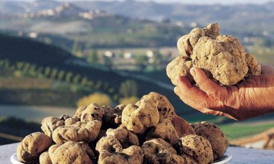 Piemonte, la Regione a difesa del tartufo: 