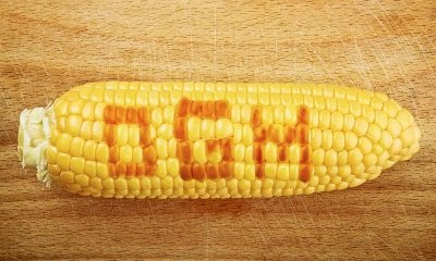 OGM, Ravinale e Marro: “No alla deregolamentazione UE sui nuovi OGM”