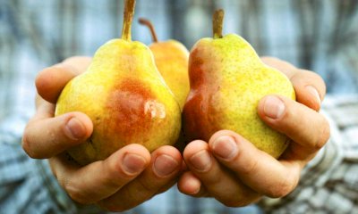 Troppa pioggia, la produzione cuneese di pere è in difficoltà. Coldiretti chiede sostegno per le aziende