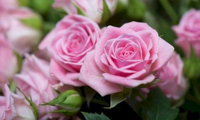 La “Festa della Fioritura delle Rose” arriva a Bossolasco