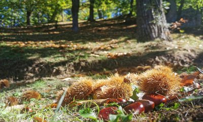 La Regione approfondisce l'attività del Centro Regionale di Castanicoltura