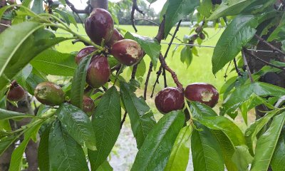 Maltempo, Coldiretti Cuneo: “La grandine non risparmia cereali e frutta”