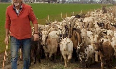 Alba: un gregge di mille pecore per la manutenzione del parco Tanaro e della pista ciclabile lungo il fiume