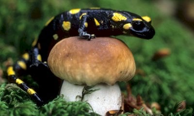 Tempo di raccolta funghi: ecco tutto quello che c'è da sapere