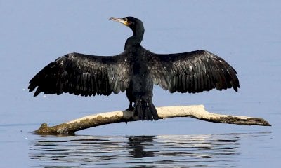 Contenimento del cormorano, ora anche i cacciatori possono sparare
