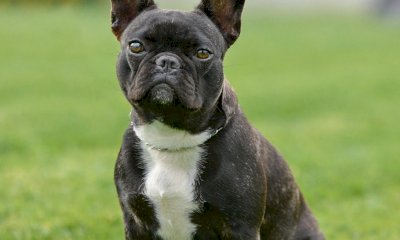 A Beinette la quinta edizione della rassegna cinofila per cani di tutte le razze