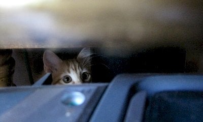 Gettò i gatti di lei nell’auto parcheggiata e tagliò i freni, il giudice lo condanna