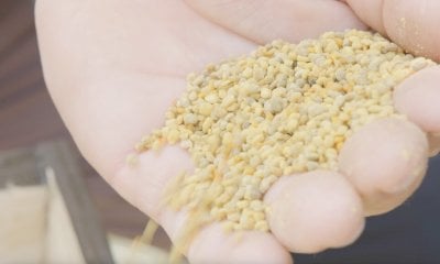 Alla scoperta del polline. L’apicoltura di montagna si fa giovane e bio