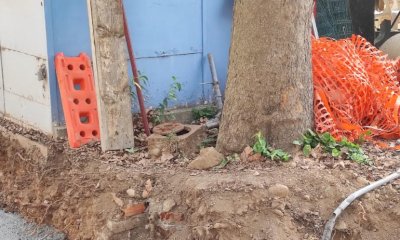 Scavi a ridosso delle radici degli alberi allo sferisterio: 