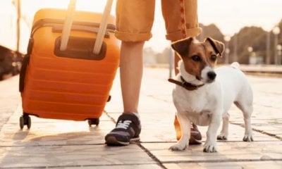 L'estate con gli animali da compagnia: i consigli per viaggiare con loro