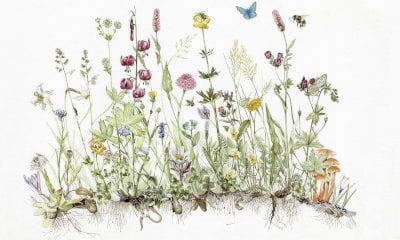 Valdieri, Racconti di fiori: un viaggio botanico tra le Alpi Liguri e Marittime