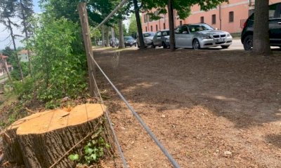 A Cuneo la prossima settimana verranno abbattuti alcuni alberi ammalorati