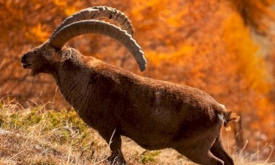 La mostra fotografica “Gli animali di Fulvio Beltrando” al Museo Terra del Castelmagno 