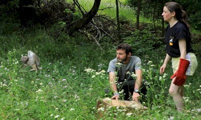 Curati dal Cras di Bernezzo, sono tornati in libertà un gufo e una martora