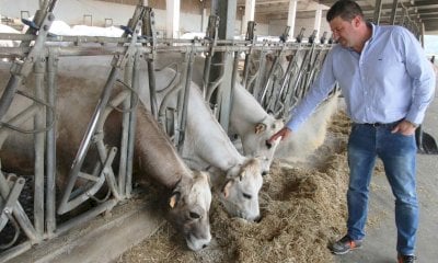 Dermatite bovina, Cia Cuneo: 