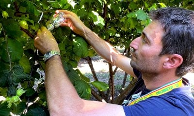Coldiretti Cuneo ha rilasciato 96.500 insetti per contrastare la cimice asiatica