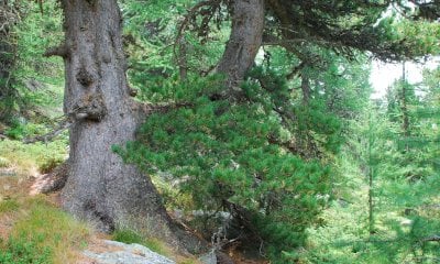 Una giornata in valle Varaita, passeggiando nel Bosco dell’Alevè