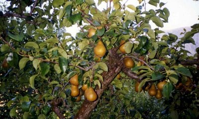 Crisi pere, Coldiretti Cuneo: “Servono misure straordinarie”