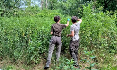 Il Parco Alpi Marittime collabora al progetto di una studentessa olandese sulla salute dei lepidotteri