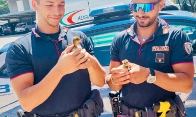 Un'anatra e sei pulcini vagano sulla Torino-Savona, salvati dalla Polizia Stradale