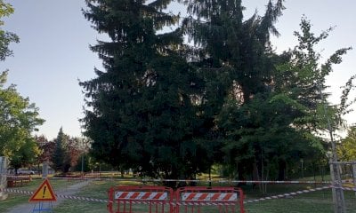 Forte vento su Cuneo, si interviene su un albero pericolante