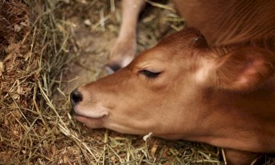 Strage di vacche e vitelli sui pascoli della valle Po, possibile un’intossicazione