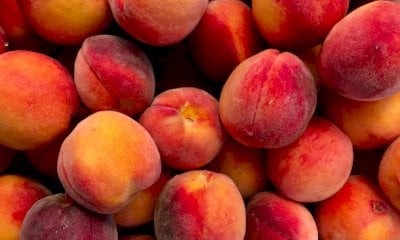 Un’estate di qualità per la frutta piemontese: raccolte promettenti e nuove sfide