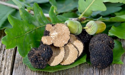 Tartufo nero di Roddino, Cia Cuneo: “Boschi e verde urbano, una sfida culturale, scientifica e agricola”