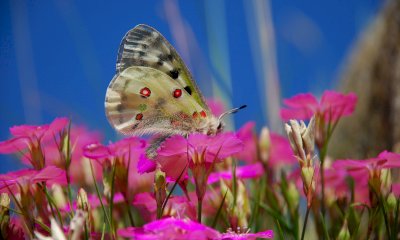  Un bioblitz “a caccia” di farfalle in alta valle Po