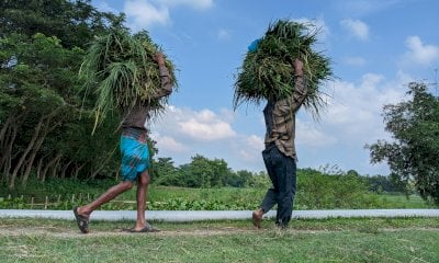 Anche le eccellenze agricole piemontesi nascondono lo sfruttamento dei braccianti
