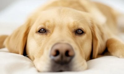 Campagne sul possesso responsabile dei cani, dalla Regione contributi a quattro Comuni cuneesi